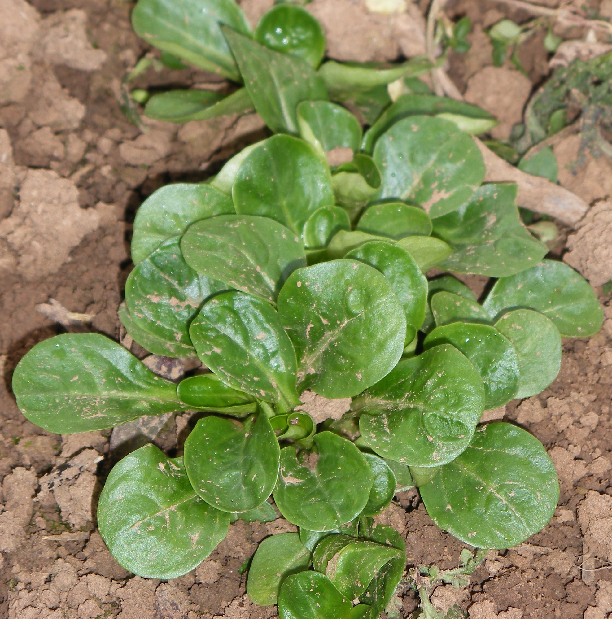 Culinaris Samen Bio Feldsalat Verte de Cambrai