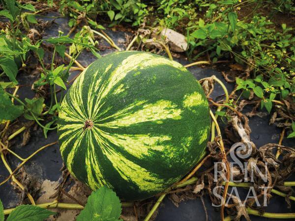 Reinsaat BIO Wassermelone Crimson Sweet