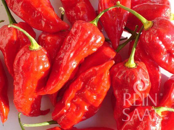 Reinsaat Bio Chili Habanero Rot