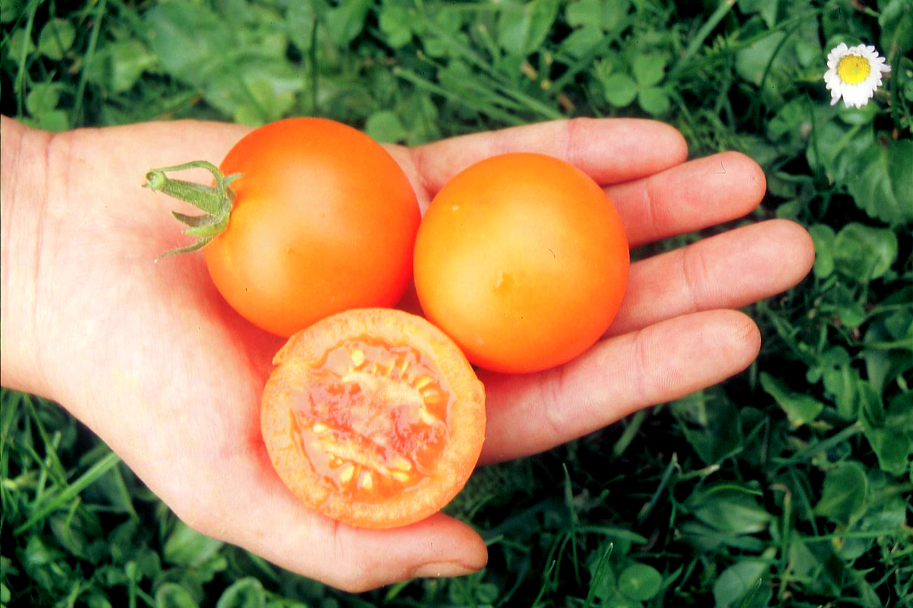 Culinaris Samen Bio Tomate Auriga