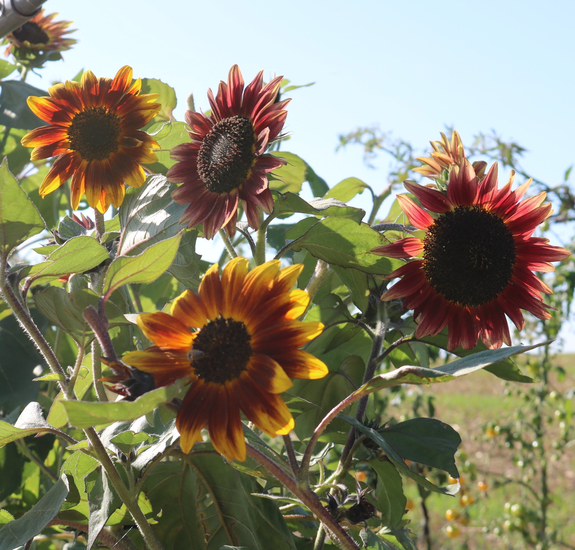 Culinaris Bio Blumensamen Rote Sonnenblume