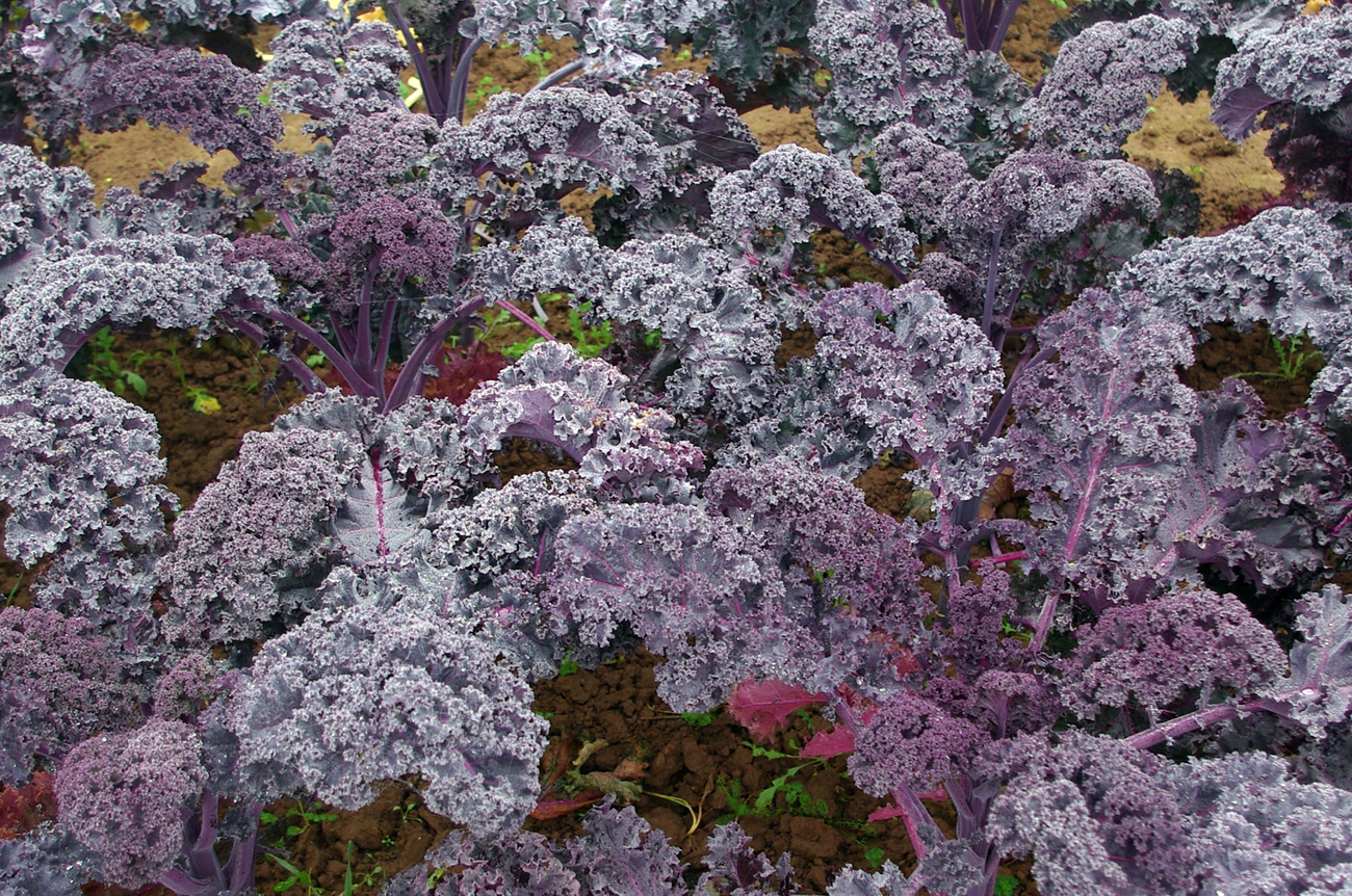 Culinaris Samen Bio Krauskohl Hoher Roter Krauser