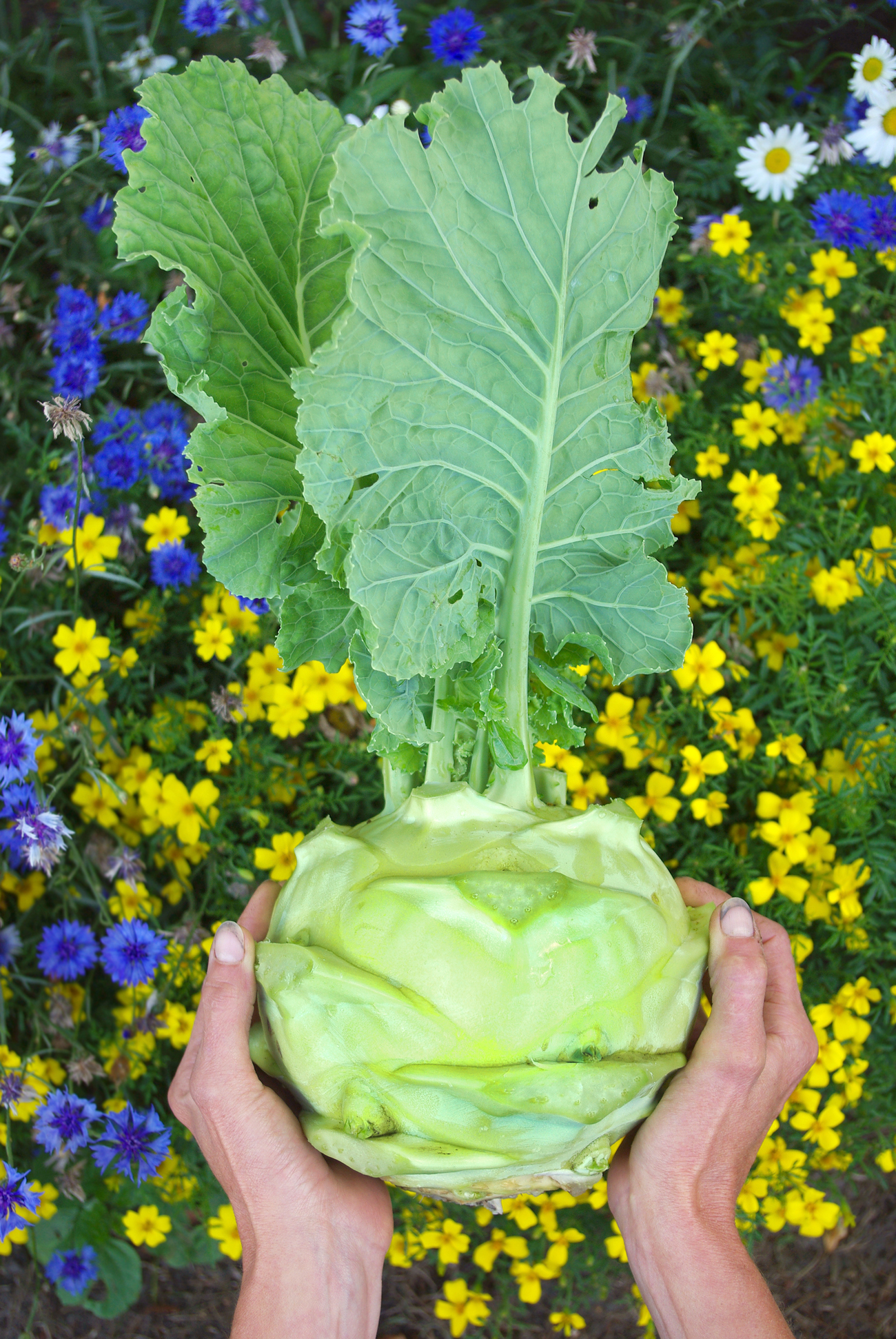 Culinaris Samen Bio Kohlrabi Gigant / Superschmelz