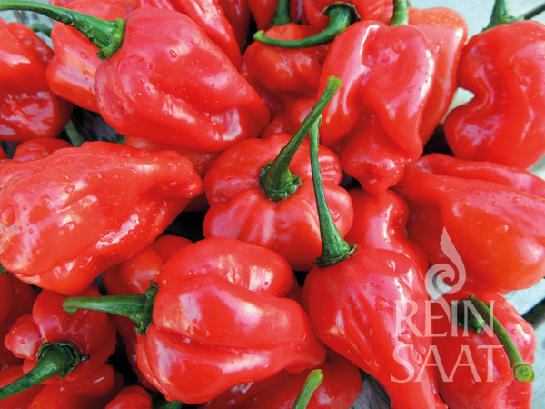 Reinsaat Bio Chili Habanero NuMex Suave Red