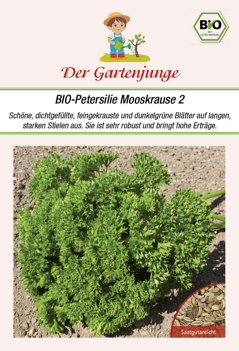 Der-Gartenjunge BIO-Petersilie Mooskrause 2