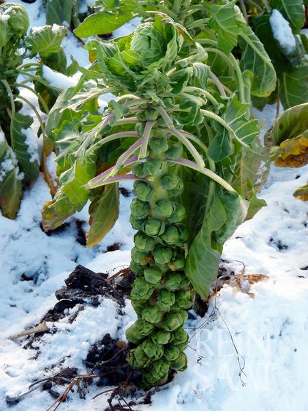 Reinsaat Bio Rosenkohl Groninger