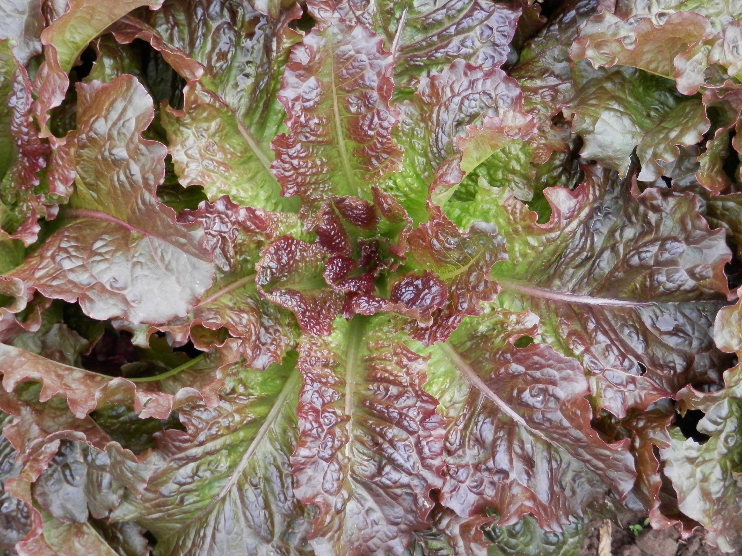 Culinaris Samen Bio Schnittsalat Redbone