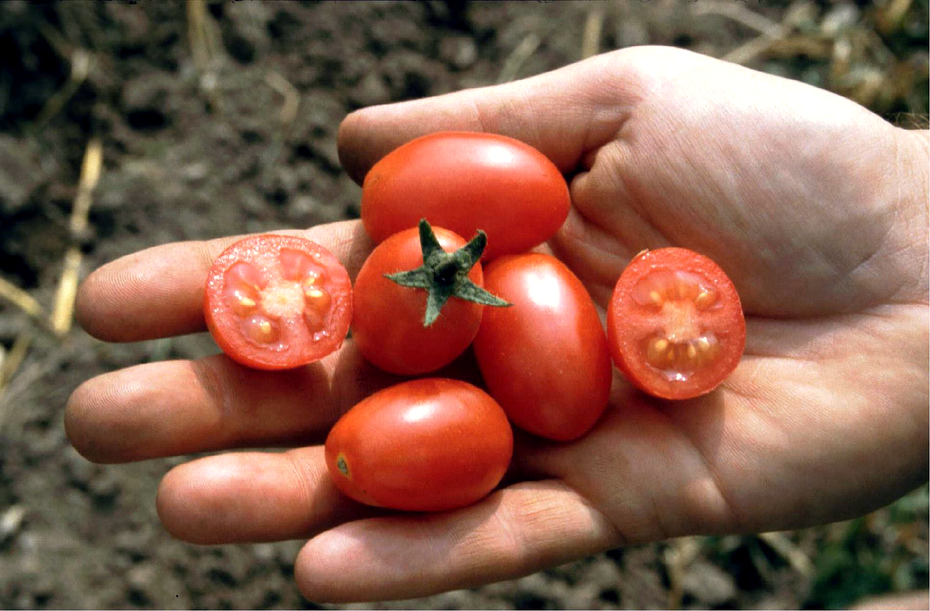 Culinaris Samen Bio Tomate Celsior