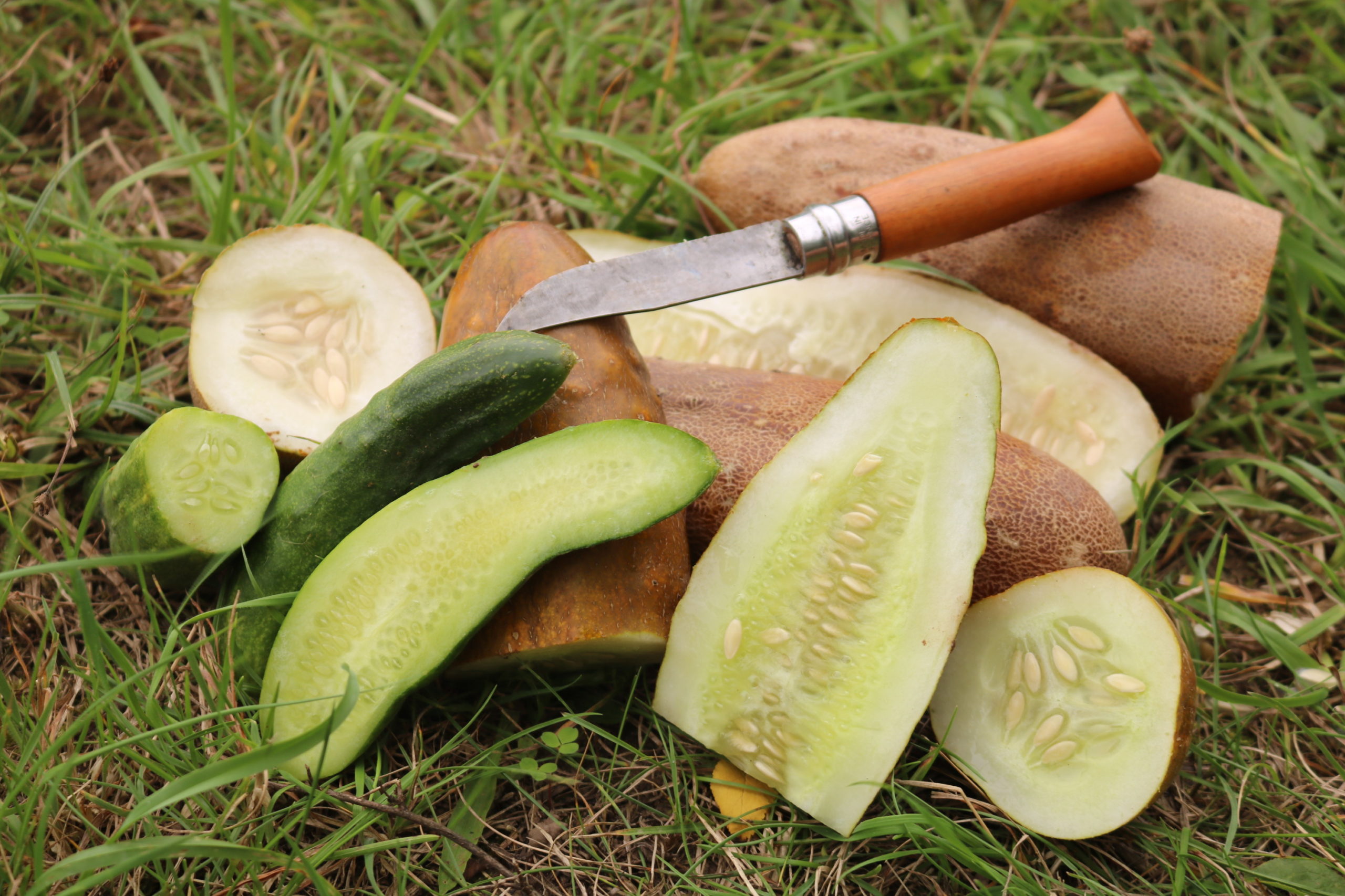 Culinaris Samen Gurke GU-4472 (Sikkimgurke aus Siebenbürgen)