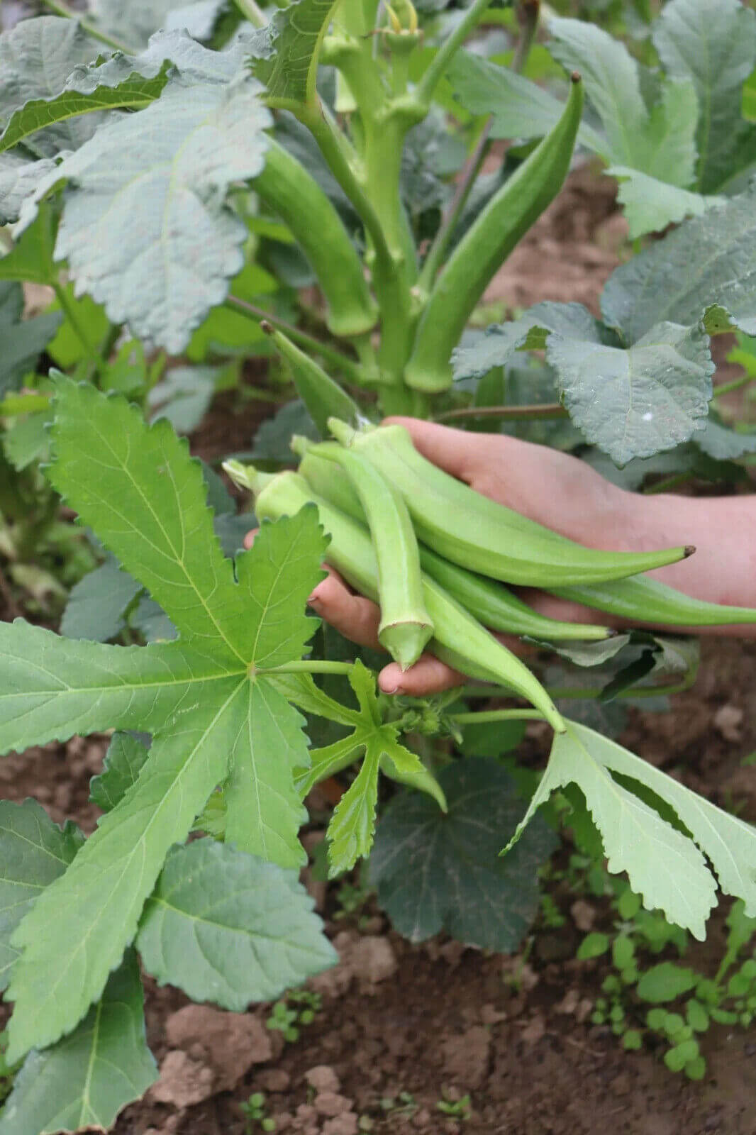 Culinaris Okra Santa Cruz Samen Demeter Bio Qualität DE-ÖKO-006