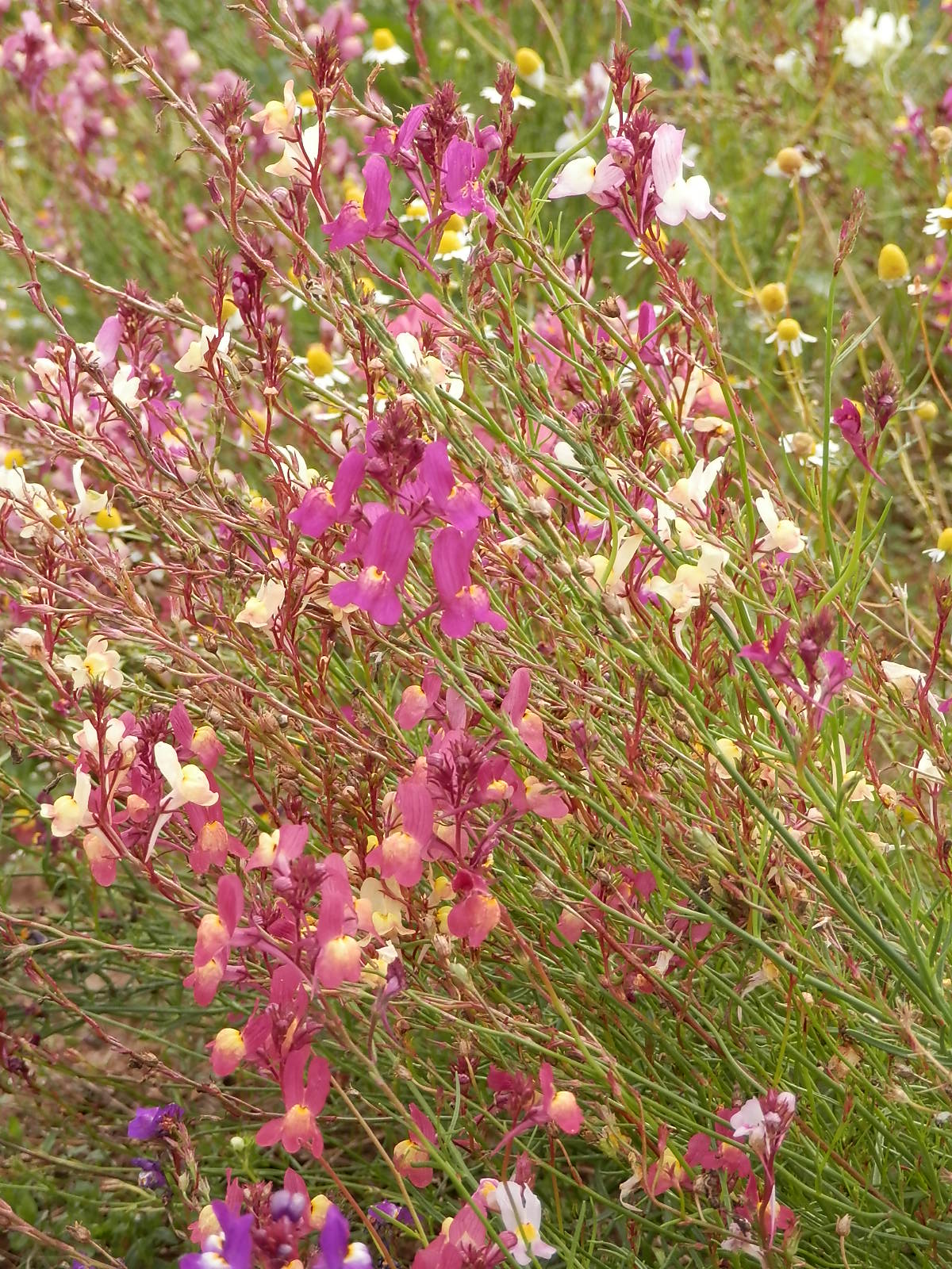 Culinaris Samen Bio Blumensamen Marokkanisches Leinkraut