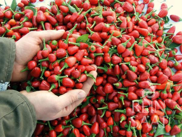 Reinsaat Bio Chili Capela red