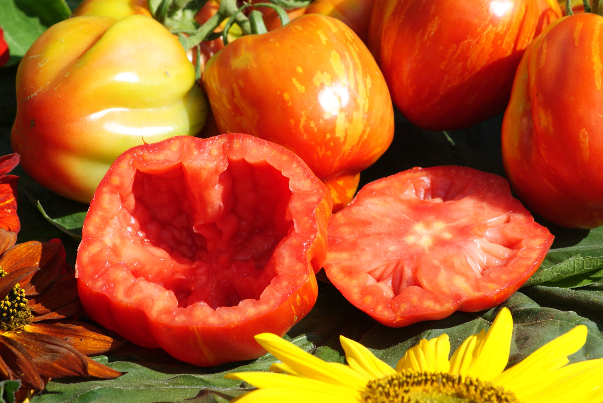 Culinaris Samen Bio Tomate  Cavern