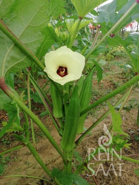 Reinsaat Bio Okra