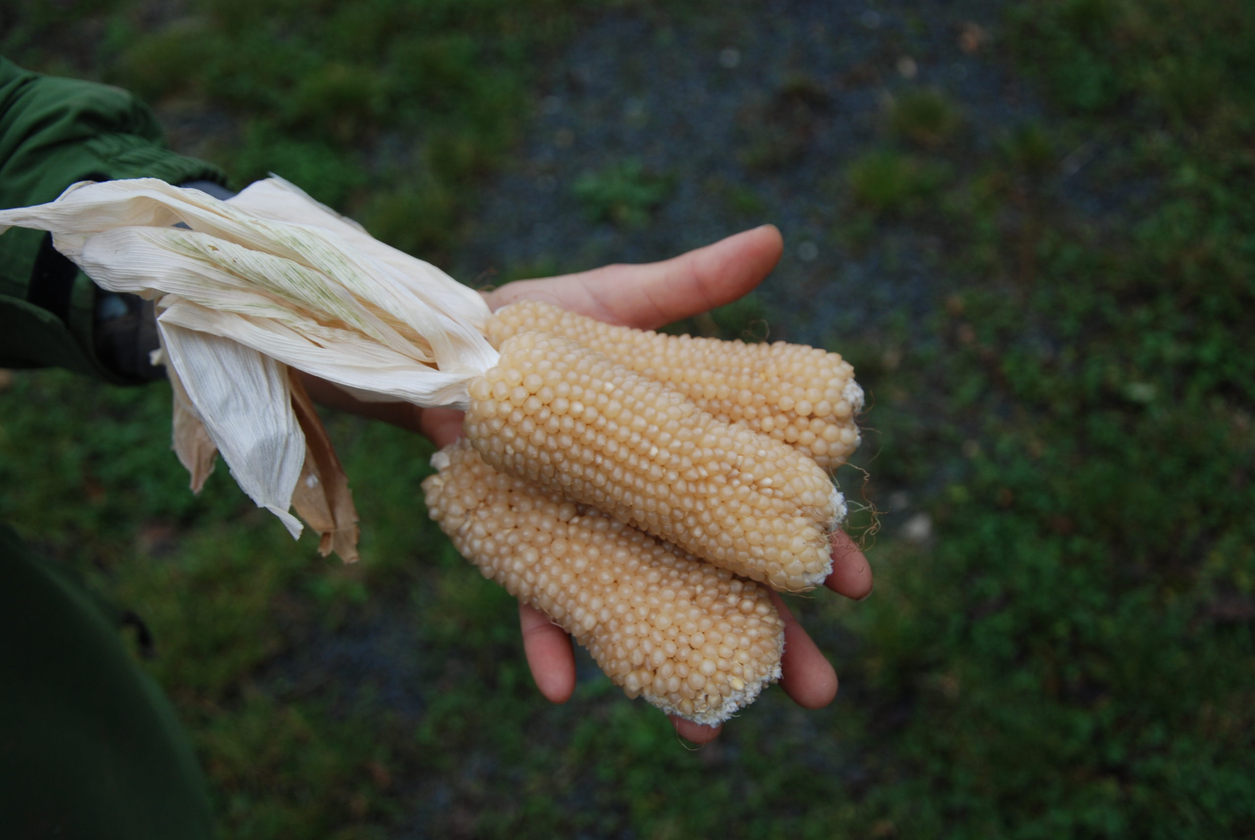 Culinaris Samen Bio Popcornmais Bear Paw