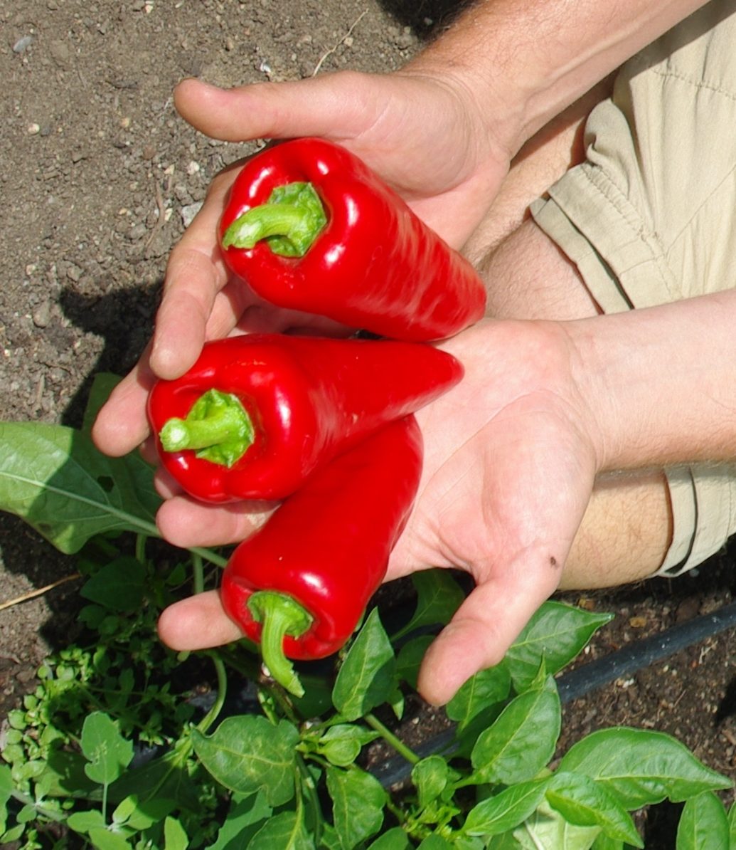 Culinaris Samen Bio Paprika Roter Augsburger