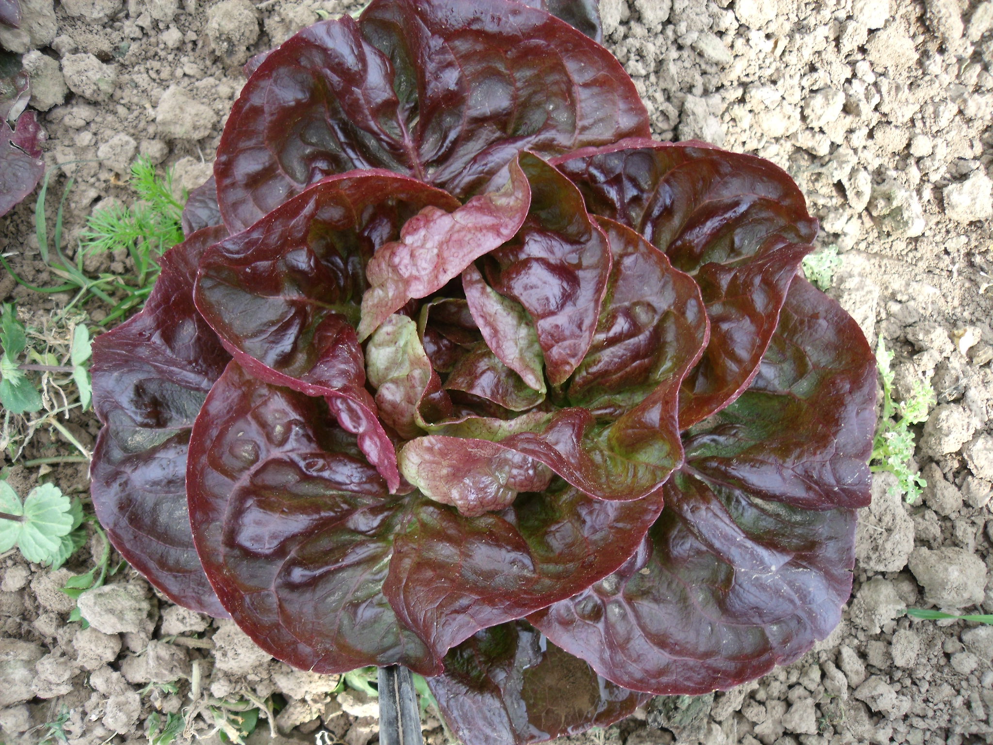 Culinaris Samen Bio Wintersalat Roter Butterhäuptl Maribor