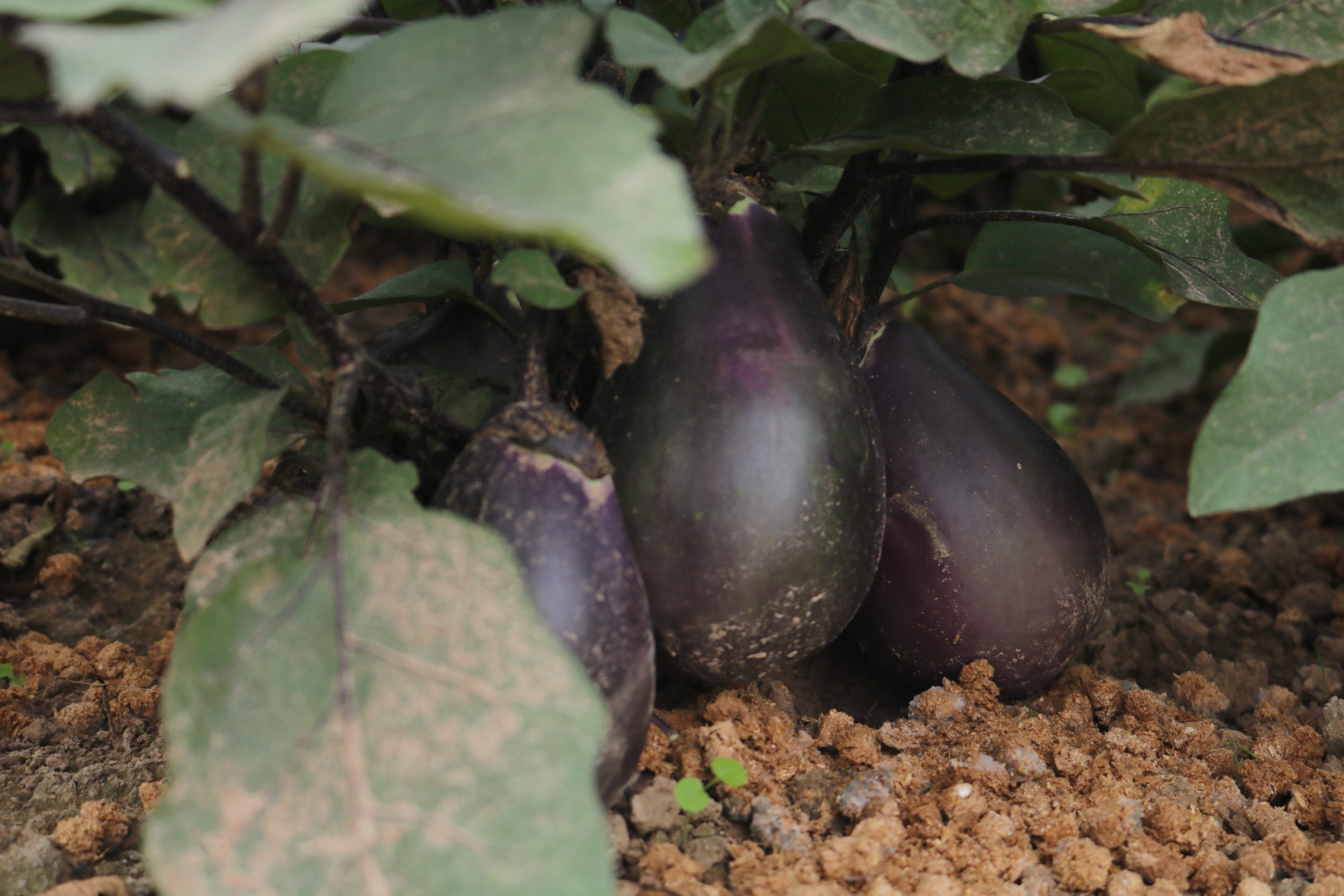 Culinaris Samen Bio Aubergine PP1012 (Tschechische Frühe)