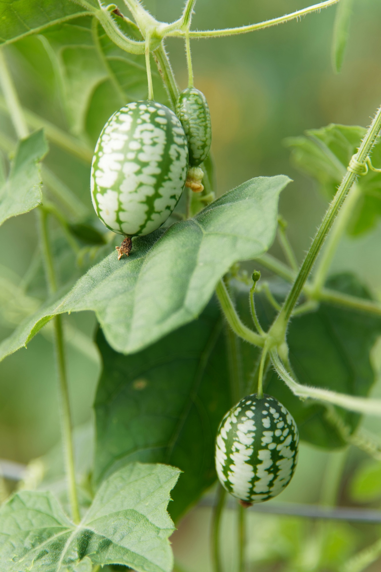 Culinaris Samen Bio Mexikanische Minigurke (Melothria)