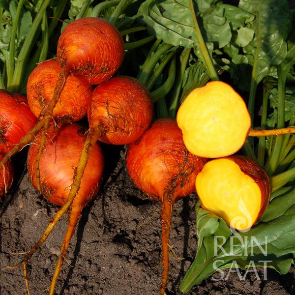 Reinsaat BIO wüchsige Rote Rübe Wintersonne