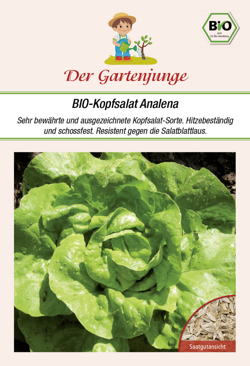 Der-Gartenjunge BIO-Kopfsalat Analena