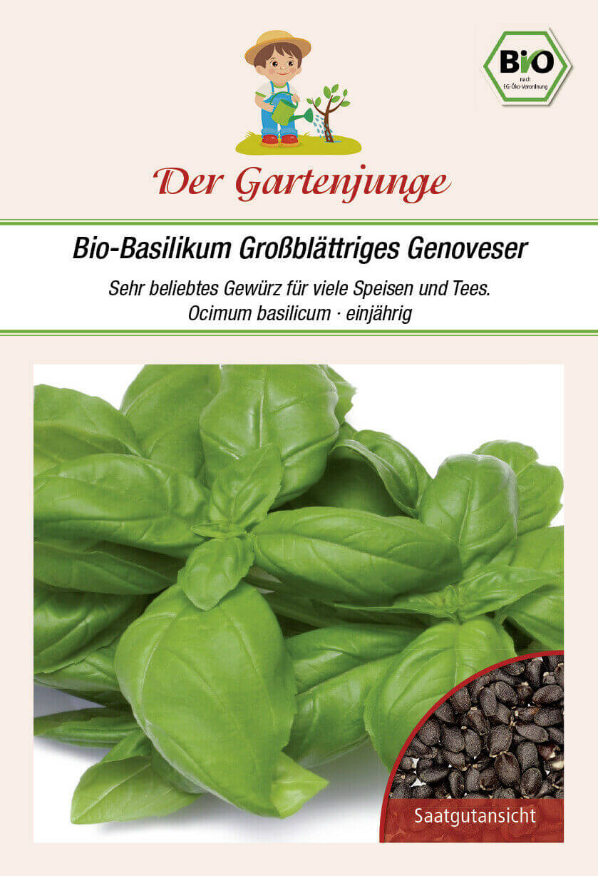 Der-Gartenjunge BIO-Basilikum Großblättriger Genoveser