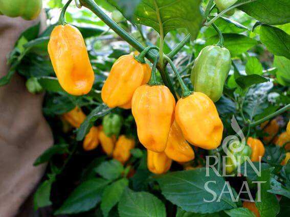 Reinsaat Bio Chili Habanero Golden