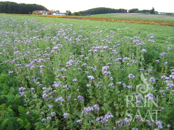 Reinsaat Bio Gründüngung Phacelia