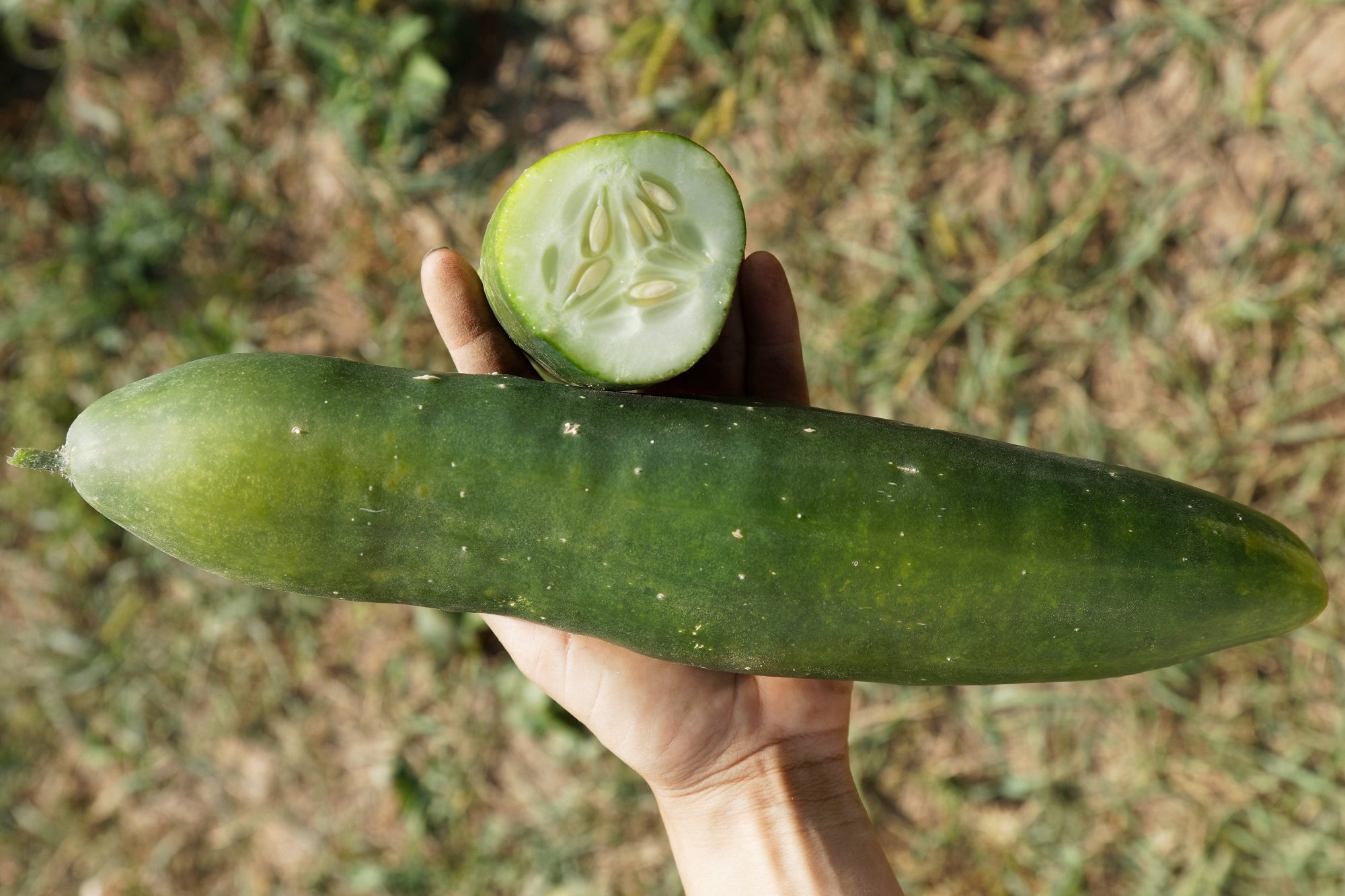 Culinaris Samen Bio Salatgurke Bodoana