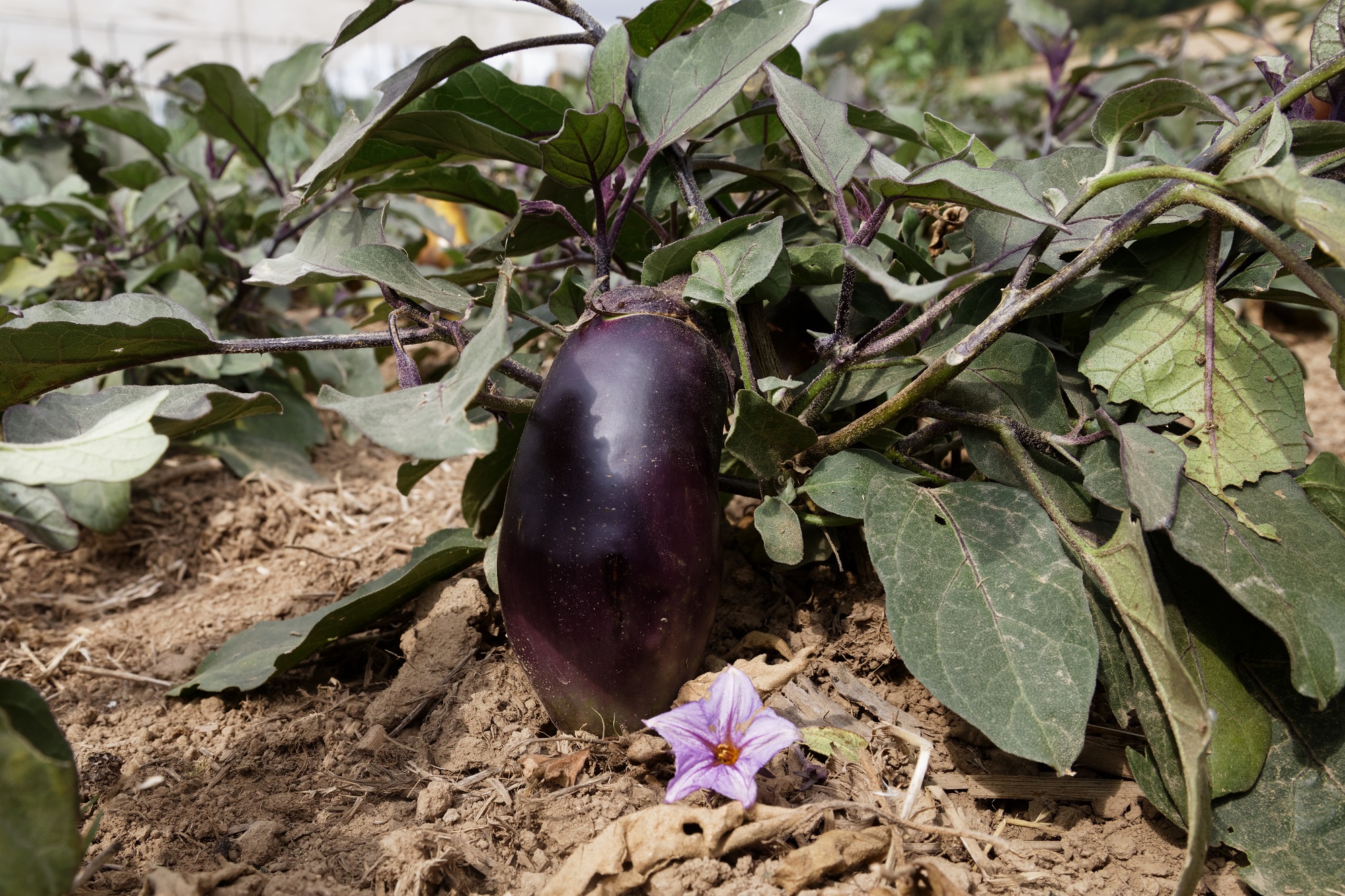 Culinaris Samen Bio Aubergine (Benary´s) Blaukönigin