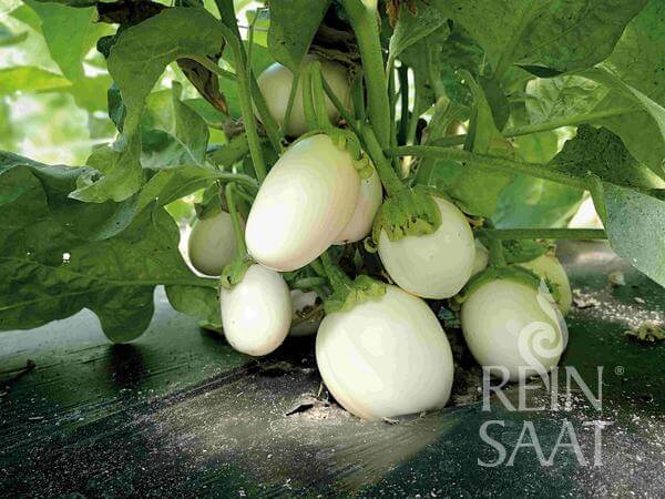 Reinsaat BIO Melanzani Aubergine Blanche ronde a oeuf