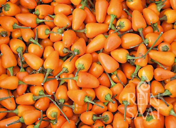 Reinsaat Bio Chili Capela orange