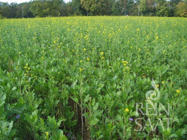 Reinsaat Bio Gründüngung Gelbsenf