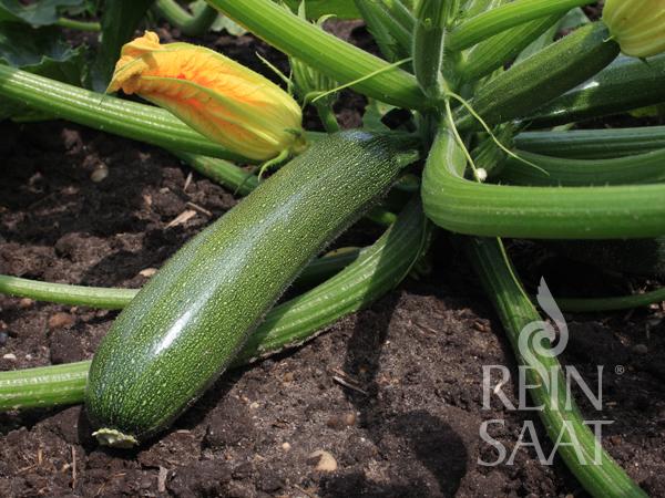 Reinsaat BIO Zucchini Selektion sehr ertragreiche Sorte