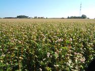 Reinsaat Bio Gründüngung Buchweizen