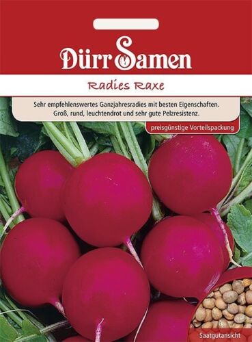 Dürr Samen Radischen Radis Raxe