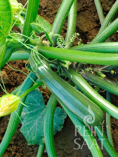 Reinsaat BIO Zucchini Zuboda buschförmig wachsende Sorte